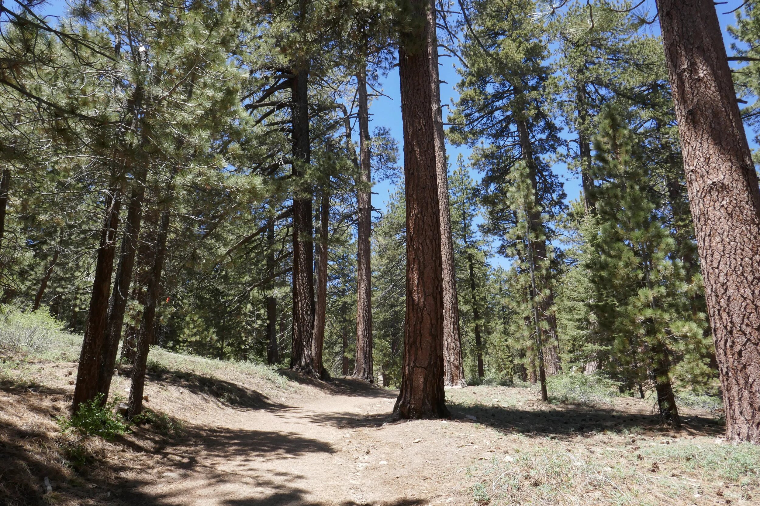 Pine forest trail in the Mt. Pinos area