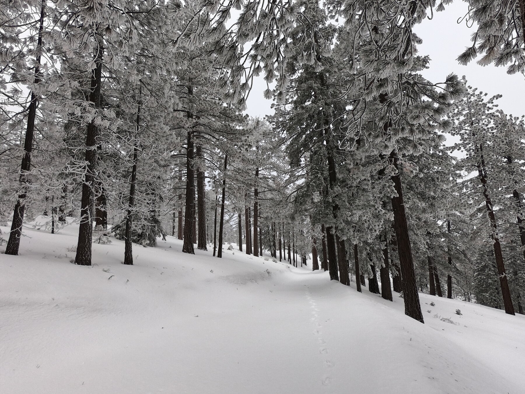 Snow-covered Frazier Mountain and the Mt. Pinos high country