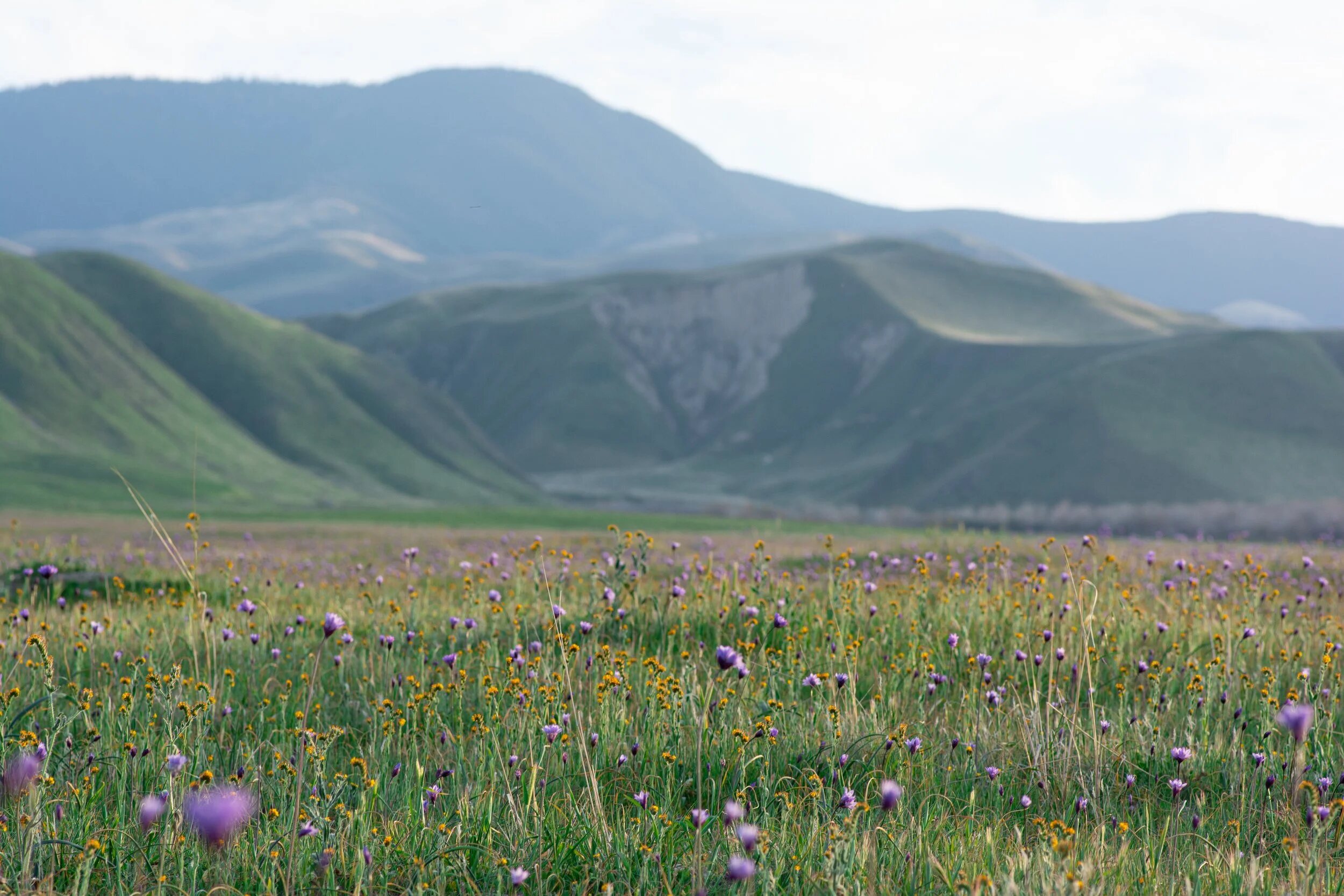 Wildflowers and rolling hills at Wind Wolves Preserve